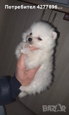 Померани, снимка 2 - Померан - 53710516