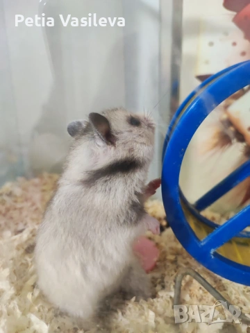 Продавам хамстерче, снимка 2 - Хамстери - 53598760