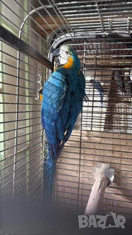 Синьо Жълта женска Ара, снимка 2 - Папагали - 52946206