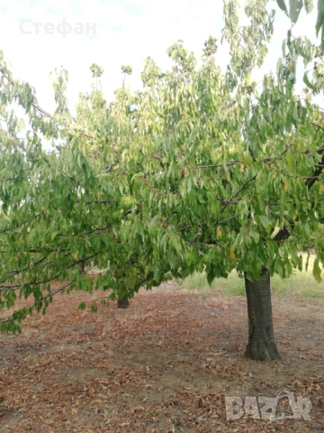 Продавам дворно място / овощна градина в с. Калипетрово, снимка 5 - Земеделска земя - 51641551