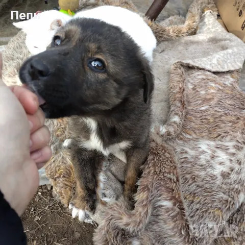 Adopted a dog.ОСИНОВИ улично КУЧЕ, снимка 9 - Други - 48283505