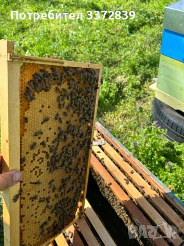 Продавам пчелни семейства и отводки , снимка 2 - За пчели - 45179835