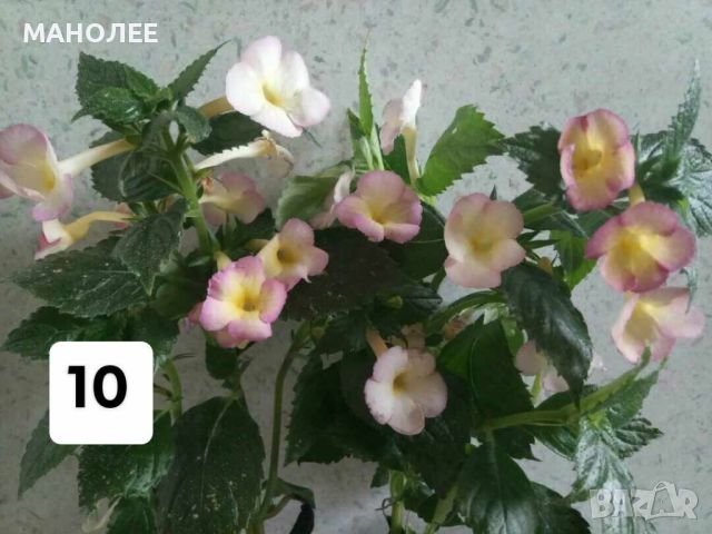 АХИМЕНЕС - 10 вида, снимка 11 - Градински цветя и растения - 45075414