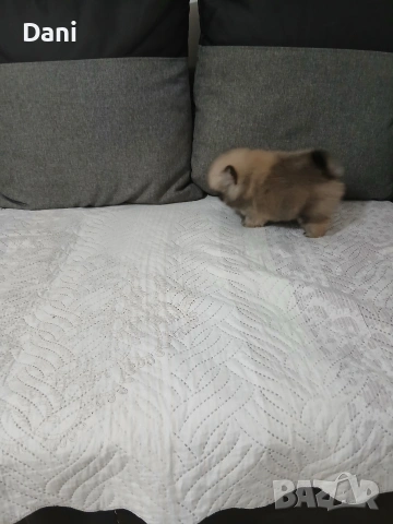 Mini Pomeran, снимка 8 - Померан - 53717466