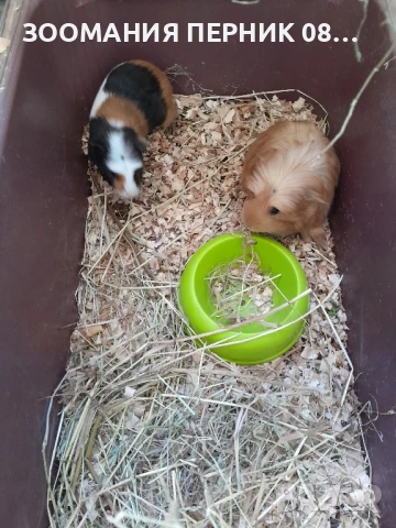 морски свинчета , снимка 4 - Морски свинчета - 49856941