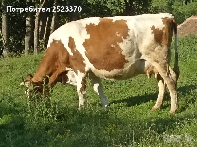 Prodava milecni kravi