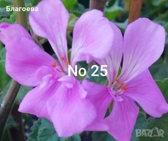 Комплект вкоренени резници Мушкато 10 бр - 9 цвята , снимка 4 - Стайни растения - 46905641