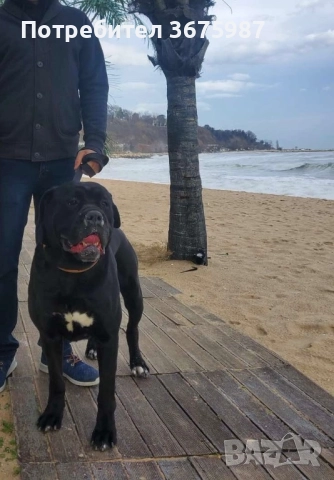 Кане Корсо (Cane Corso) бебета, снимка 7 - Кане корсо - 51490525