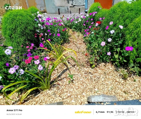 Мулч / Дървесен чипс / 100% Черница , снимка 7 - Тор и почвени смеси - 51243614