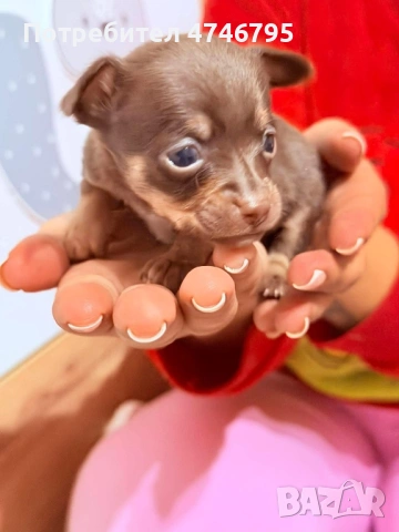 Малки Кученца бели,кафяви и бежови си търсят стопани, снимка 7 - Пинчер - 53598145