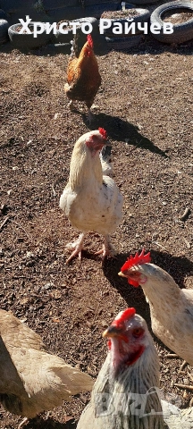 Продавам петли