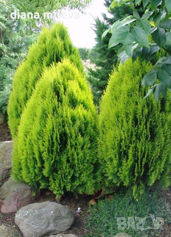 Източната туя Ауреа Нана, Thuja orientalis ‘Aurea Nana’, снимка 1 - Градински цветя и растения - 46569102