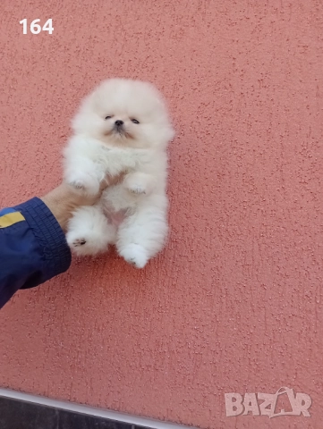 Миниатюрна ! Мини Померан. Реални снимки от 11.12.25 год. , снимка 3 - Померан - 52731565