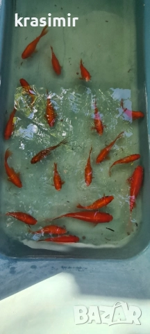 Езерни рибки комети, снимка 9 - Рибки - 51955813