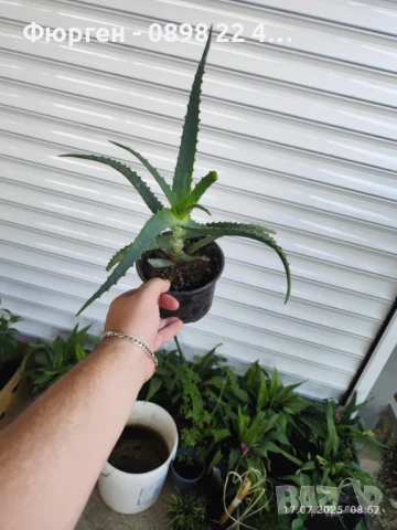 Алое вера, снимка 3 - Разсади - 38817493