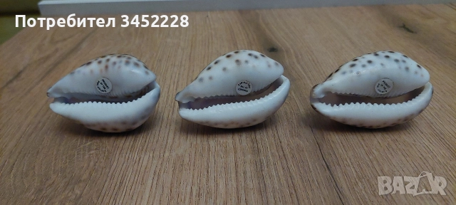 раковини гравирани три броя за ценители , снимка 5 - Декорация за дома - 52665846