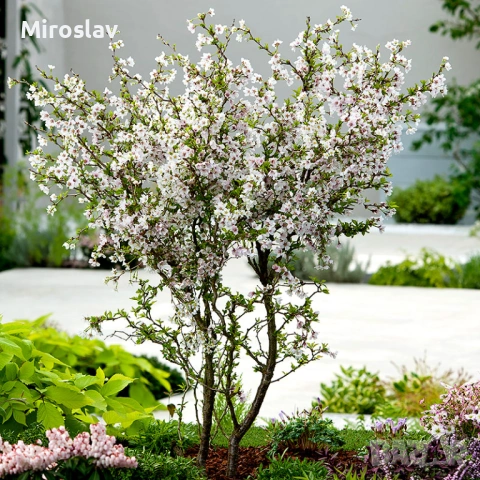 Японска вишна/(Фуджи череша), снимка 3 - Градински цветя и растения - 53890655