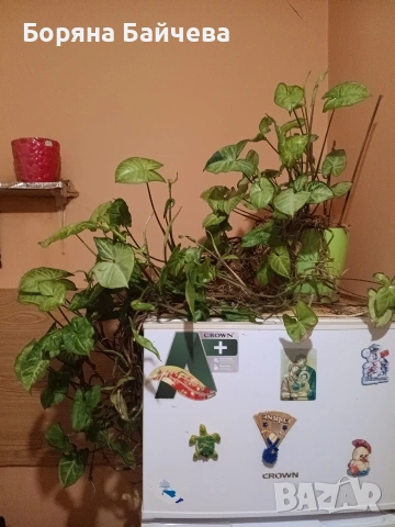 Пълзящо цвете , снимка 2 - Стайни растения - 53558646