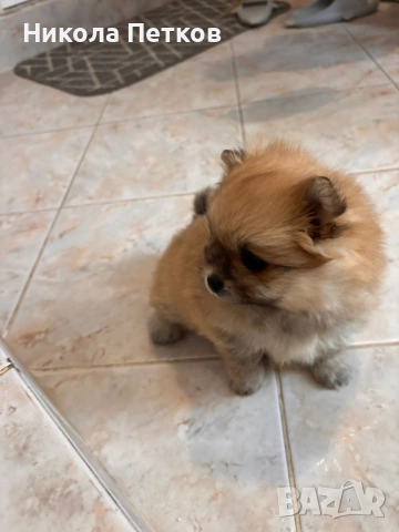Померан , снимка 3 - Померан - 53155897