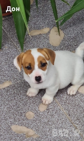 Джак Ръсел Териер 🐾💯