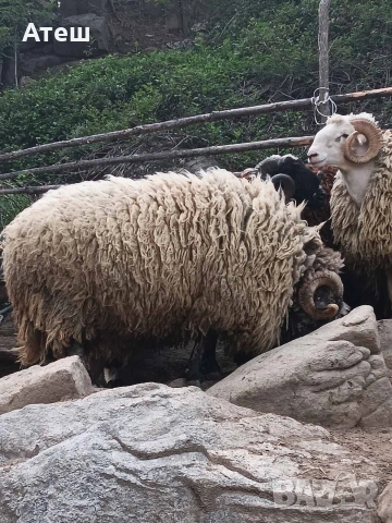 коч кочове за продан, снимка 5 - Овце - 53992264