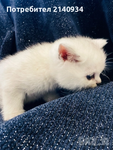 Британско късокосместо котенце – мъжко, сребърна чинчила (чистокръвно) , снимка 3 - Британска късокосместа - 52902824