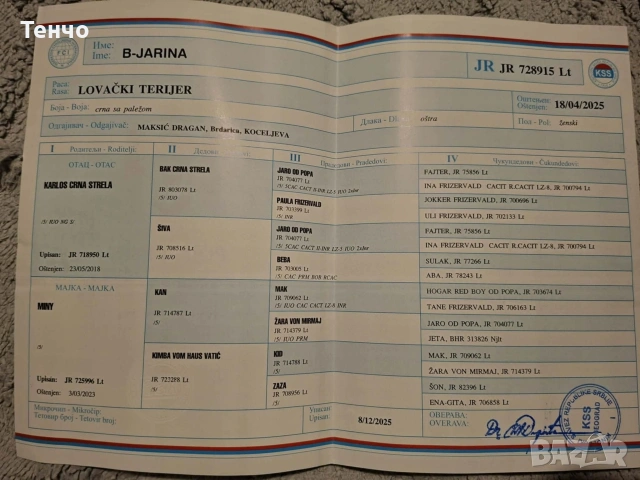 Ягдтериери, снимка 7 - Ягдтериер - 54191109