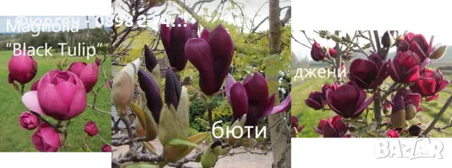 Магнолия - Magnolia НАЛИЧНИ 21 ВИДА Студоустoйчиви, снимка 2 - Градински цветя и растения - 33512293