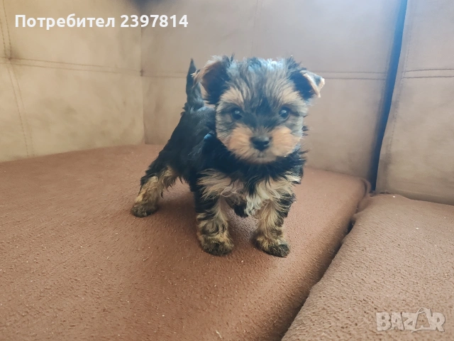 Йоркширски териер - женско , снимка 2 - Йоркширски териер - 53610267