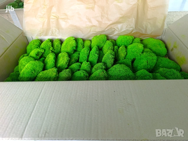 "ТОП ЦЕНА" Топчест мъх на едро за зелени стени, картини и пана , снимка 4 - Декорация за дома - 53565111