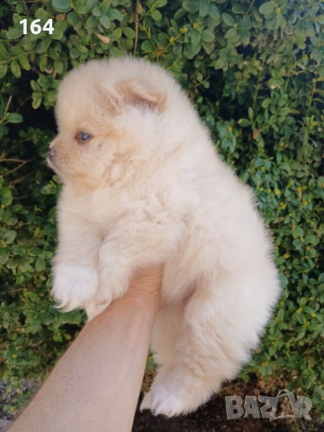 Мъжки и женски Померани.Реални снимки ! , снимка 2 - Померан - 53921457