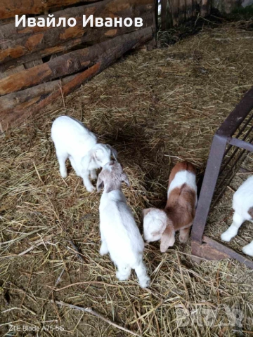 Продавам кози с ярета, снимка 9 - Кози - 53247338
