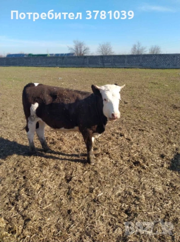 Продавам теле