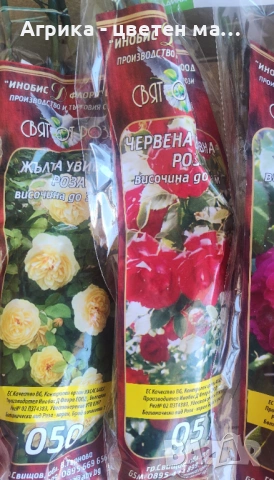 РОЗИ корени НОВО ЗАРЕЖДАНЕ от лицензиран разсадник , снимка 17 - Градински цветя и растения - 42675882
