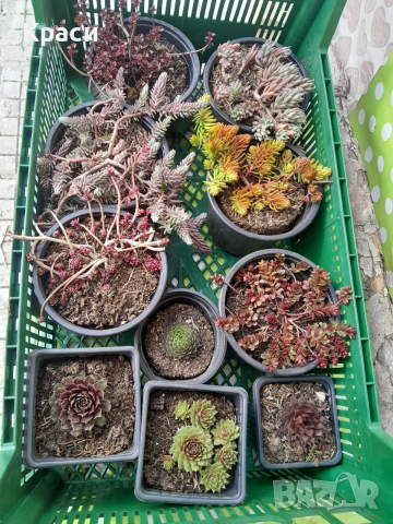 Седуми различни видове.