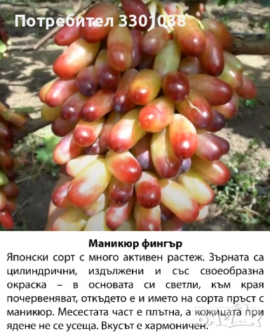 Резници от лози Аватар, Рататуй, Бананас и др. бутикови сортове грозде, снимка 4 - Разсади - 53892278