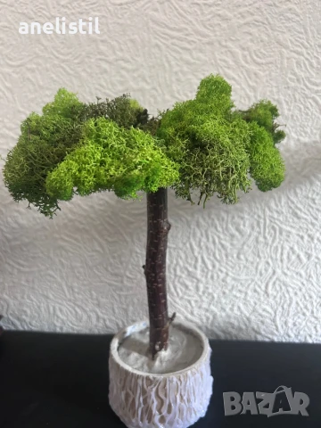 Уникални ръчно изработени дръвчета/бонсаи от скандинавски мъх, снимка 4 - Други - 50942869
