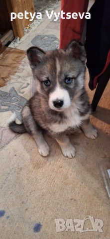 Продавам хьски, снимка 3 - Хъски - 52646455