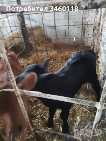 Продавам телета 1 сукалче Абардин и отбити на 4 месеца