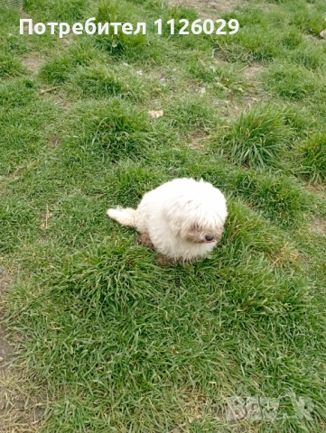 Малтийски болонки женски, снимка 7 - Болонка - 53719014