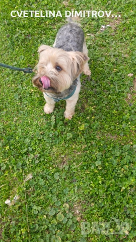 Продавам породисто йорки, снимка 2 - Йоркширски териер - 53872010