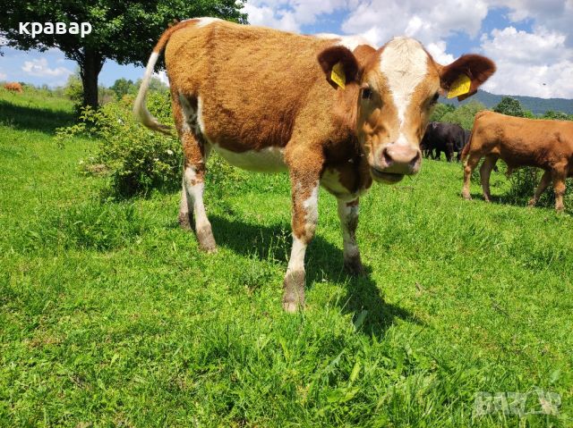 Продавам Крави, Юници и женски телета, снимка 14 - Крави - 45063387