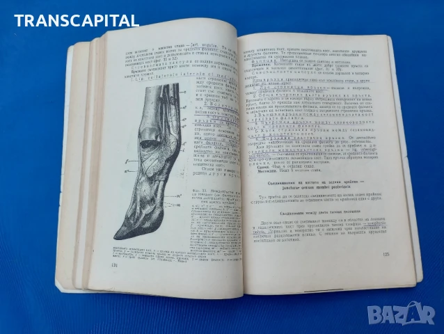 Анатомия на домашните животни , снимка 2 - Антикварни и старинни предмети - 51338249