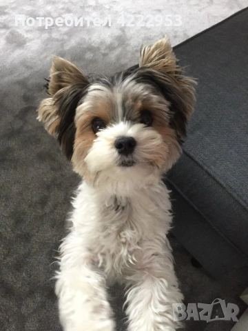 Продавам кученце порода Yorkshire Terrier 