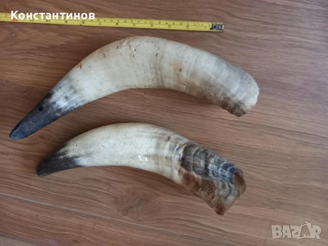 Големи рога за барутници, снимка 4 - Антикварни и старинни предмети - 51331429