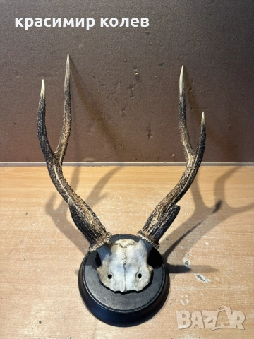 ловен трофей /рога/47 см., снимка 4 - Антикварни и старинни предмети - 52591928