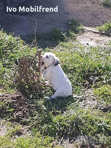 Продавам малки английски сетерчета, снимка 3 - Английски сетери - 53776304