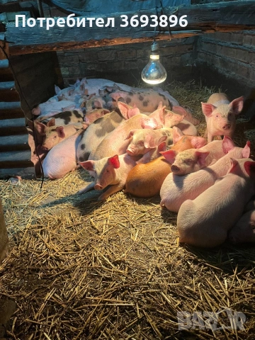 Продавам малки прасенца , снимка 3 - Прасета - 53749351