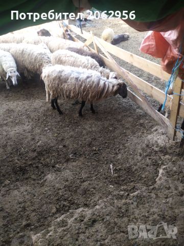Продавам овце , снимка 5 - Овце - 46024030