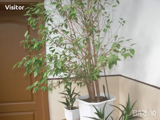 Panasonic Lumix DMC-FZ30, снимка 16 - Фотоапарати - 53636514